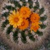 Parodia_neglecta